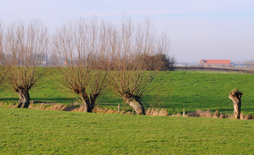 Poldergezicht