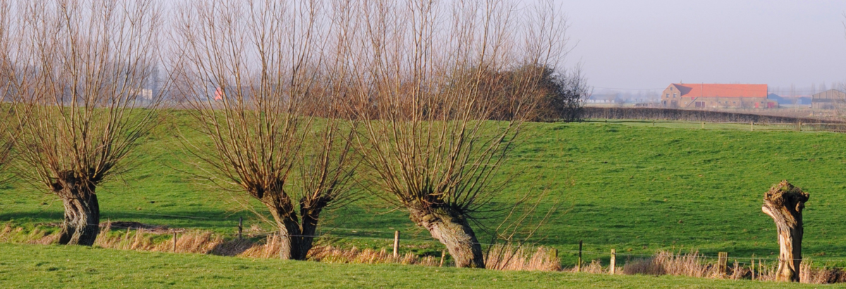 Poldergezicht