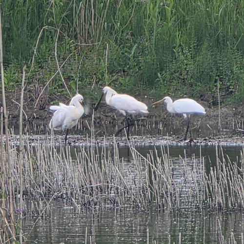 3 witte vogels op een rij staand in het water