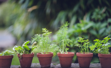 Kleine potjes met kruidenplantjes.